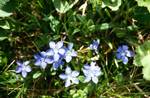 Pale Blue Spring Gentians, Val d'Incles, Andorra