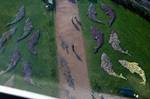 View from Top of Clydesdale Bank Tower - Looking Down on Flower Dolphins, Glasgow Garden Festival, Scotland