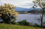 Island & Blossom, Lismore, Scotland