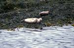 Seals on Rocky Island, Loch Linnhe, Scotland