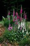 'Boxwood' Gardens, Pitmedden Garden, Scotland