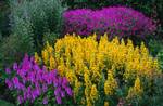 'Boxwood' Gardens with Yellow Flowers, Pitmedden Garden, Scotland