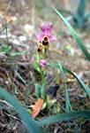 Purple Bee Orchid, Pine Wood, Minorca, Spain
