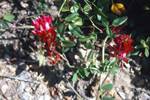Red Flower, From Monte Toro, Minorca, Spain