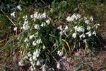 White 'Bell Flower', From Monte Toro, Minorca, Spain