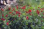 Red Flowers, From Monte Toro, Minorca, Spain