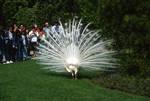 White Peacock, Villa Borromeo, Italy
