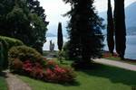 Cypress, Azaleas, Lake Como - Bellagio - Villa Melzi, Italy
