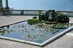 Lily Pond, Lake Como - Bellagio - Villa Melzi, Italy