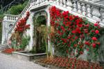 Staircase & Red Roses, Lake Como - Tremezzo - Villa Carlotta, Italy