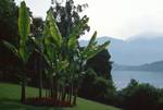 Banana Plant, Lake Como - Tremezzo - Villa Carlotta, Italy