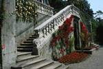 Stair, Yellow & Red Roses, Lake Como - Tremezzo - Villa Carlotta, Italy