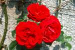 Red Roses, Lake Como - Tremezzo - Villa Carlotta, Italy