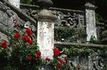 Roses, Stone Balustrade, Varenna - Villa Monastero, Italy