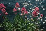 Flowers, Sunlit Lake, Varenna - Villa Monastero, Italy