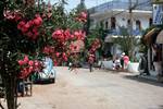 Street & Oleanders, Goecek, Turkey