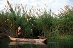 Papyrus, Reeds, 2 Men in Canoe