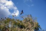 Cormorants on Tree & In Flight
