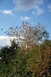 Cormorants & Tree