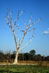 Cormorants, Skeleton Tree