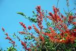Red Flowering Climber