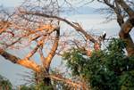 Sea Eagle on Tree