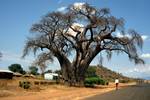 Large Baobab