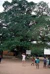 Livingstone's Tree