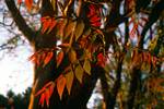 Sunlit Leaves