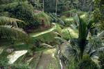Rice Terraces & Palms, Tampah Siri, Indonesia