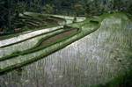 Rice Terraces, Tampah Siri, Indonesia