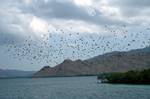 Bats in Sky, Komodo Island, Indonesia