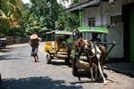 Horse Taxis, Lombok Island, Indonesia