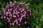 Purple 'Geranium', Tresco, Scilly