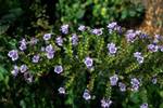 Blue Flowers, Tresco, Scilly