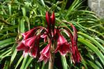 Dark Red Flower, Tresco, Scilly