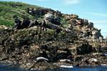 4 Seals, Eastern Rocks, Scilly