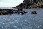 3 Seals on Islet, Eastern Rocks, Scilly