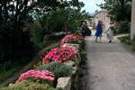 Street & Flowers, St.Martin, Scilly