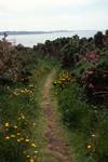 Grassy Path & Flowers, St.Martin, Scilly
