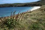 Great Bay & Flax, St.Martin, Scilly