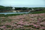 Sea Pinks, Gugh, Scilly