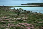 Sea Pinks, Bar to St.Agnes, Gugh, Scilly