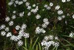 White Flowers, Trengwainton Garden, England