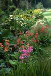 Water Garden, Primulas, Trengwainton Garden, England