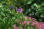 Water Garden, Primulas & Iris, Trengwainton Garden, England