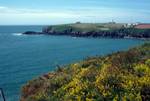St.Anne's Head, Yellow Flowers, Pembrokeshire Coast, Wales