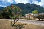 Frangipani Tree & School, Mahe, Near Victoria, Seychelles