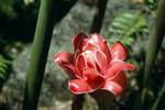 Botanical Gardens - Ginger Flower, Mahe, Victoria, Seychelles
