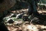 Botanical Gardens - Tortoises, Mahe, Victoria, Seychelles
